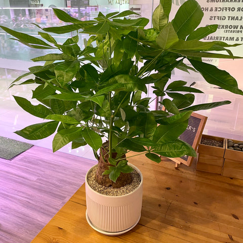 Pachira Money Tree 发财树 in Ceramic White Pot (Total height: 60-80cm)