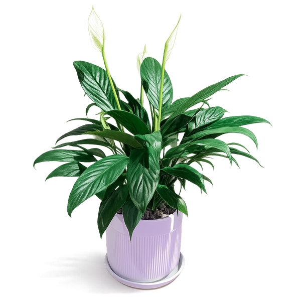 Air Purifying Plant Peace Lily Plant in Ceramic White Pot (Total height: 50-60cm)
