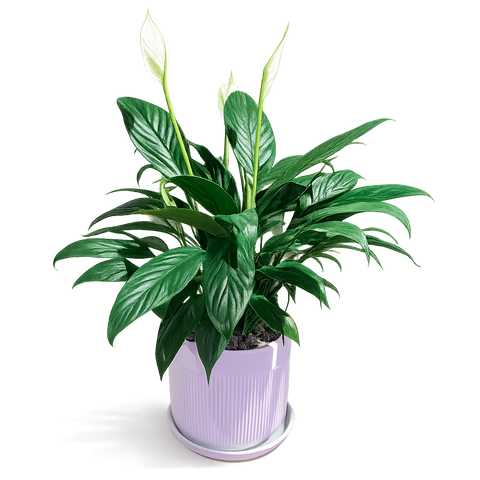 Air Purifying Plant Peace Lily Plant in Ceramic White Pot (Total height: 50-60cm)