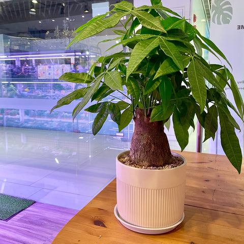 Pachira Money Tree 发财树 in Ceramic White Pot (60 - 80cm)