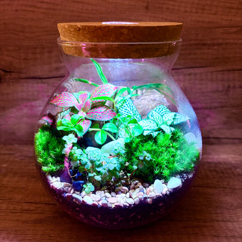 Moss Woodland Fittonia Terrarium with Light (Large)