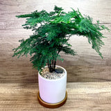 Hands-On Pot Planting Experience Workshop (10pax)