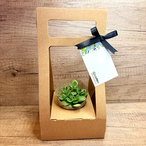 Corporate Gift Mini Succulent / Fittonia Plant in Burlap (20 units)