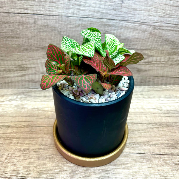 Fittonia in Ceramic Pot