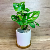 Corporate Gift Beautifully Wrapped Monstera Plant in Ceramic Pot with Gold Base (10 units)