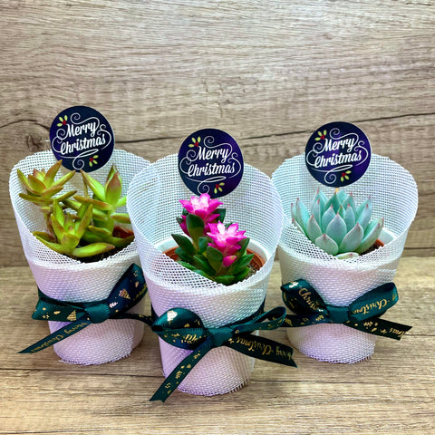 CHRISTMAS SPECIAL! Mini Succulents in Burlap