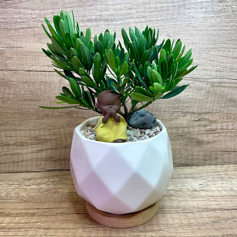 “Luo Han Song” (罗汉松) aka “Buddhist Pine” Podocarpus macrophyllus in Ceramic Pot ~ Buddha Theme