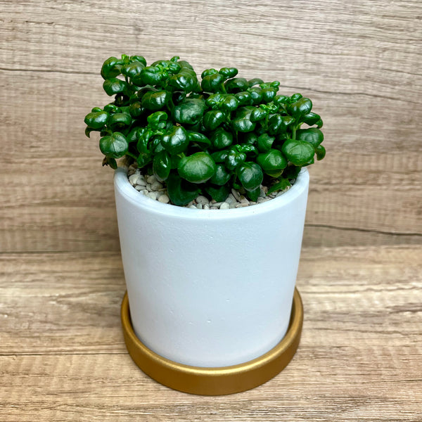 Bubble Plant in Ceramic Pot