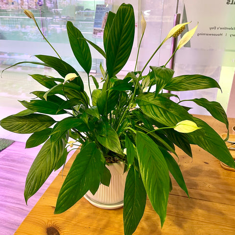 Air Purifying Plant Peace Lily Plant in Ceramic White Pot (Total height: 50-60cm)