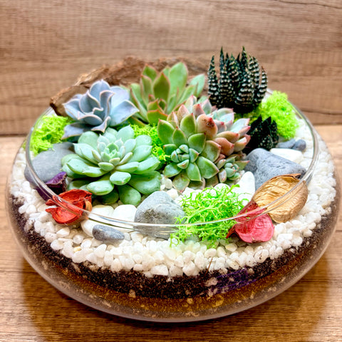 Garden of Dreams Succulents Arrangement Mid Range Terrarium