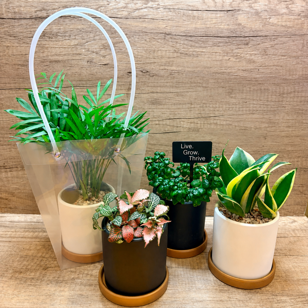 BUY 3 GET 1 FREE! Assorted Potted Indoor Plants in Ceramic Pots