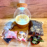Fittonia Closed Terrarium with LED Light DIY Kits | Fun DIY Activity for Kids/ Staff (Personalised with Individual Names) (10 units)