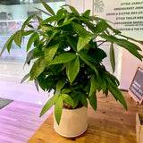 Pachira Money Tree 发财树 Triple Trunks in Ceramic White Pot (Total height: 60-80cm)