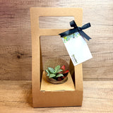 Corporate Gift Mini Succulent / Fittonia Plant in Burlap (20 units)