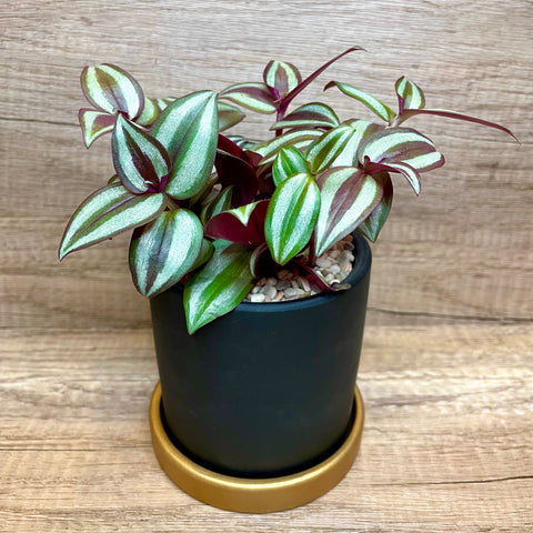 Silver Inch in Ceramic Pot