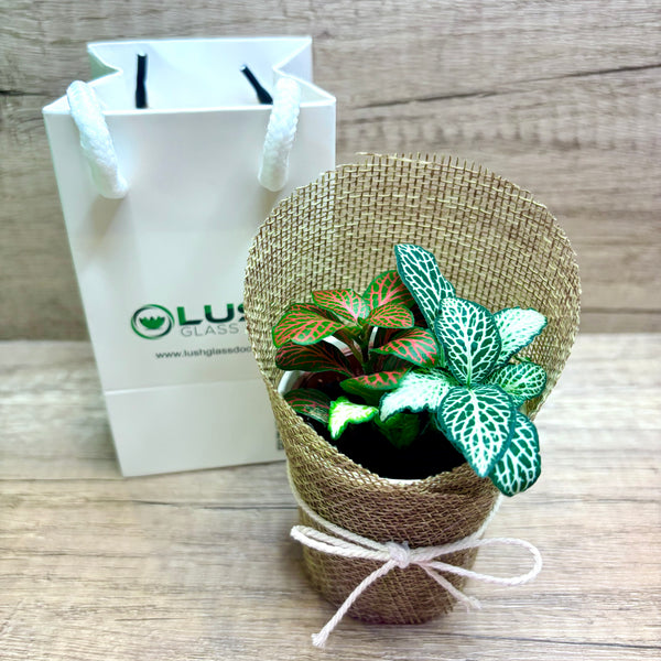 NEW! Mixed Colour Fittonia in Burlap