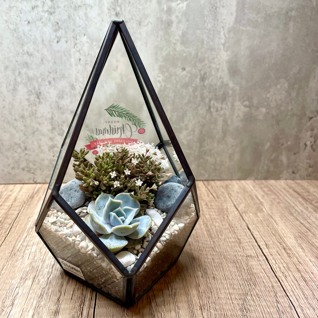 teardrop succulents Customized Desirée Succulents Arrangement in Teardrop Geometric Terrarium by Lush Glass Door Singapore Created by Lush Glass Door, Singapore's Terrarium One Stop Online Shop