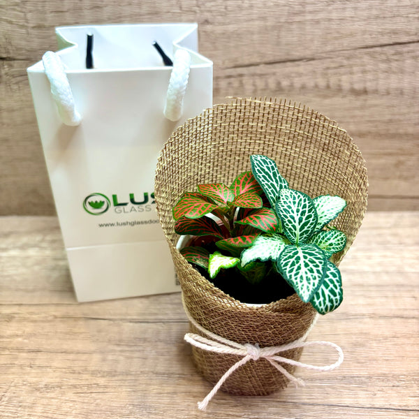 NEW! Corporate Gift Mixed Colour Fittonia Plant in Burlap (20 units)