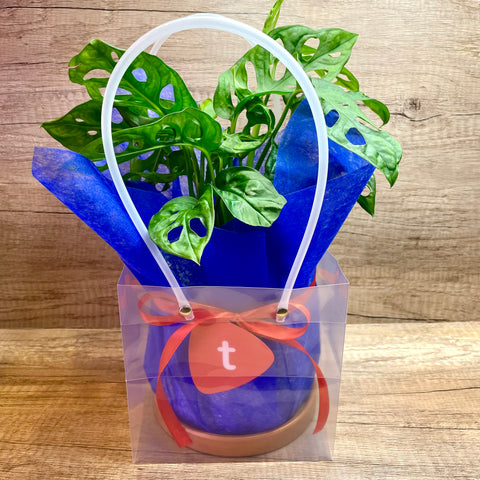 Corporate Gift Beautifully Wrapped Monstera Plant in Ceramic Pot with Gold Base (10 units)