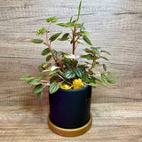 Pot Your Own Plants in Ceramic Pot Workshop (10pax)