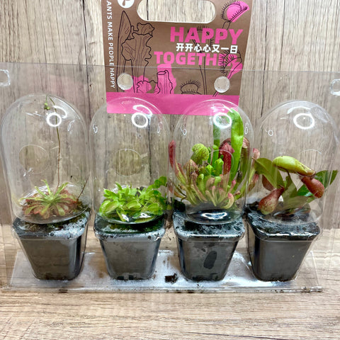Nature’s coolest predators in a set! Get 4 different carnivorous plants in a set