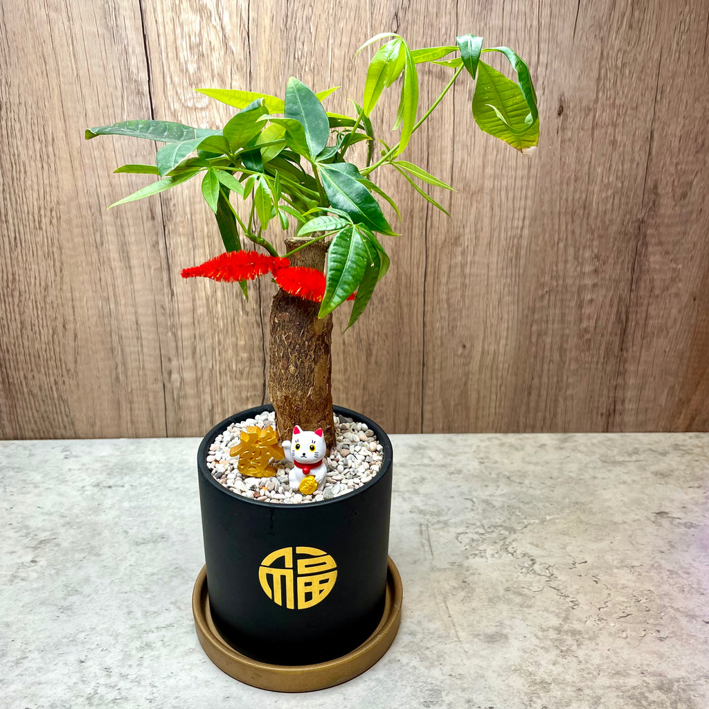 money plant pot size Succulent in Ceramic Marble Veined Tall Pot by Lush Glass Door