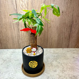 Pachira Money Plant in Ceramic Pot with Gold Base