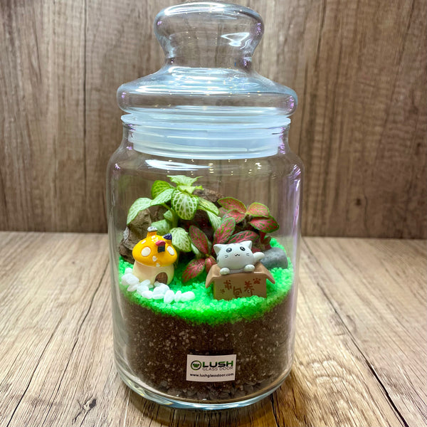 Tova Fittonia Story Jar Terrarium