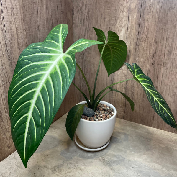Caladium Lindenii Plant in Ceramic White Pot (M)