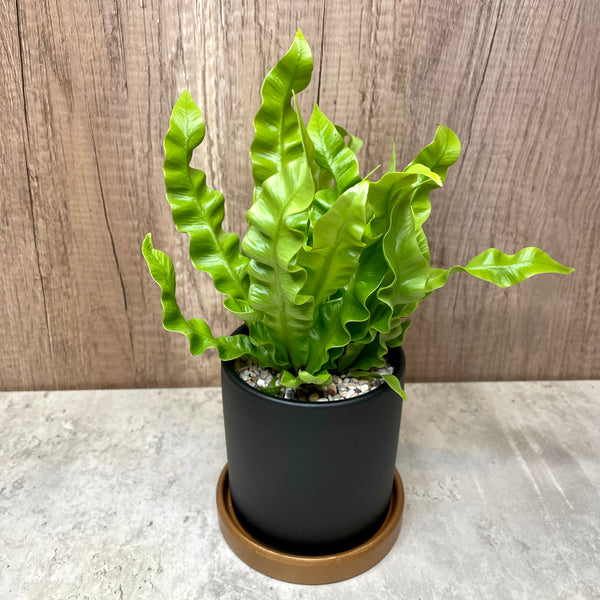 Asplenium Crispy Wave Fern Plant in Ceramic Pot