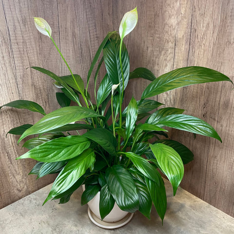 AIR PURIFYING PLANT Peace Lily Plant in Ceramic White Pot (XL)