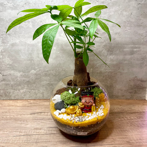 Propsperous Fortune God Pachira Bowl Terrarium