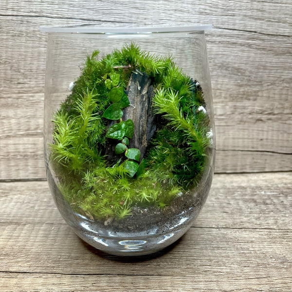 Forest Moss & Driftwood Terrarium