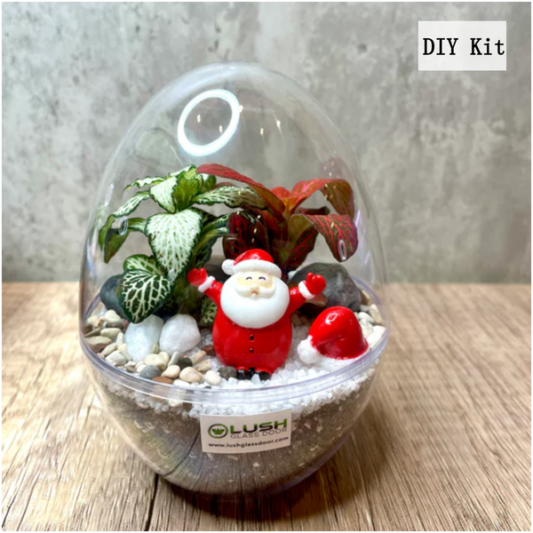 Fittonia Egg DIY Kit (L)