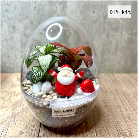 Fittonia Egg DIY Kit (L)