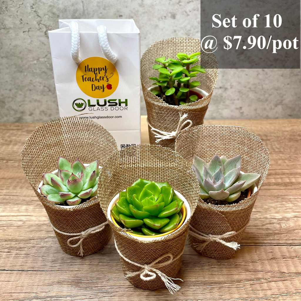 burlap wrapped succulents Mini Succulents in Burlap Created by Lush Glass Door, Singapore's Terrarium One Stop Online Shop