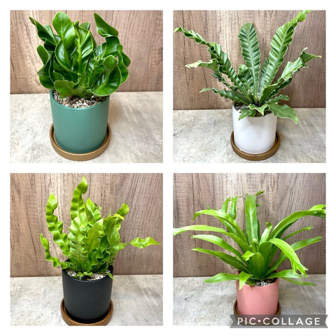 Bundle of 4 Assorted Foliage Plants in Ceramic Pots