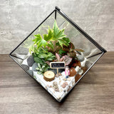 Life Is Beautiful Garden Themed Tropical Fittonias & Pilea Square Geometric Terrarium