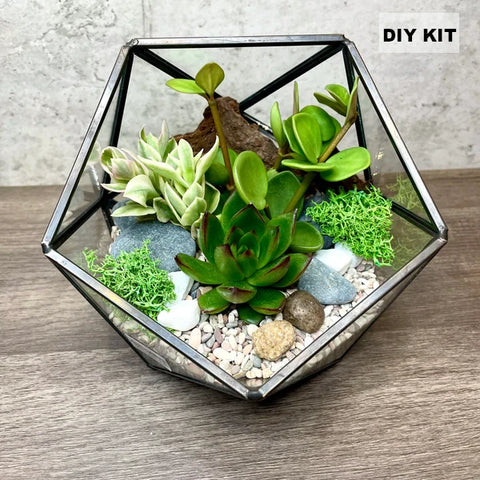 Succulent Terrarium DIY Kit (Geometric Small Ball)