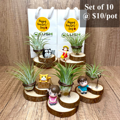 Cute Airplant with Figurine on Wooden Stumps
