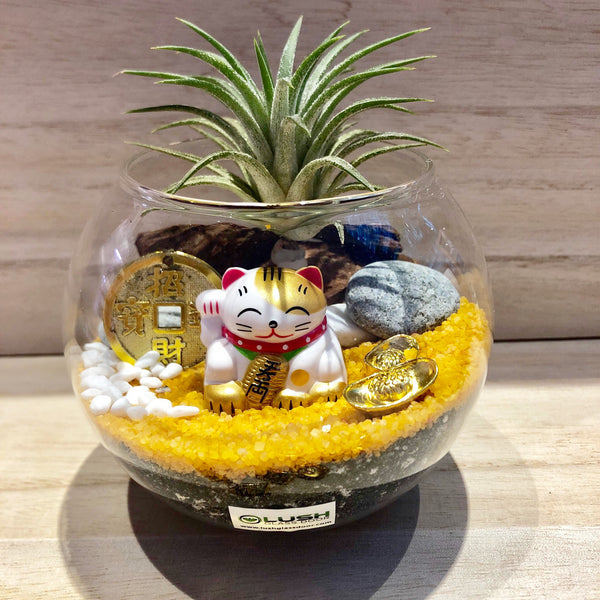 Cute Aislinn Auspicious Airplant Terrarium  by Lush Glass Door Singapore