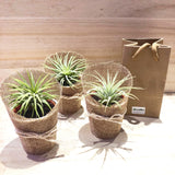 Mini Airplant in Burlap Mini Plant Gifts by Lush Glass Door