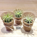 Mini Airplant in Burlap Mini Plant Gifts by Lush Glass Door