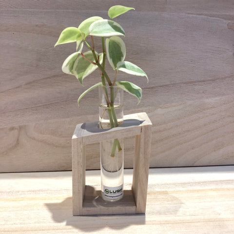 Water Rooting Peperomia Scandens ‘Variegata’ in Test Tube (Single) 
