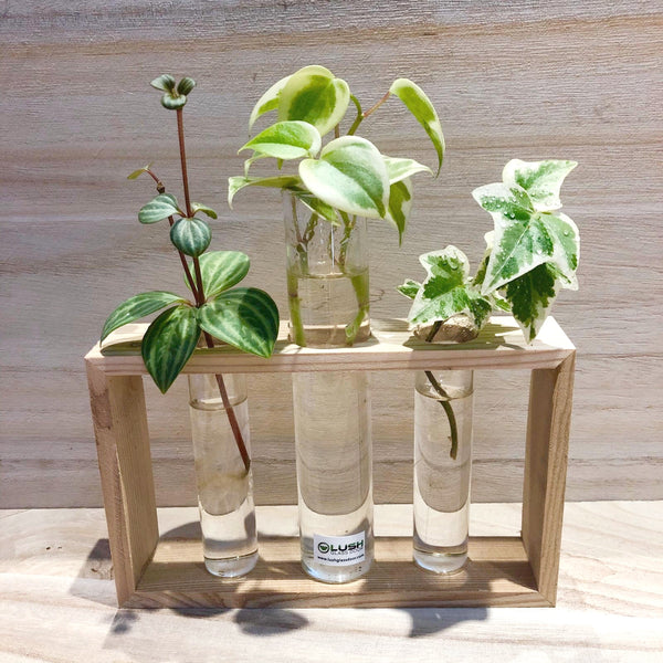 Water Rooting Peperomia scandens ‘Variegata’ , English Ivy, Peperomia Puteolata in Test Tube (Triple)