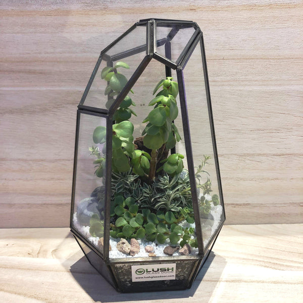 Wilder Succulents Arrangement in Diamond Shape Geometric Terrarium (L) by Lush Glass Door