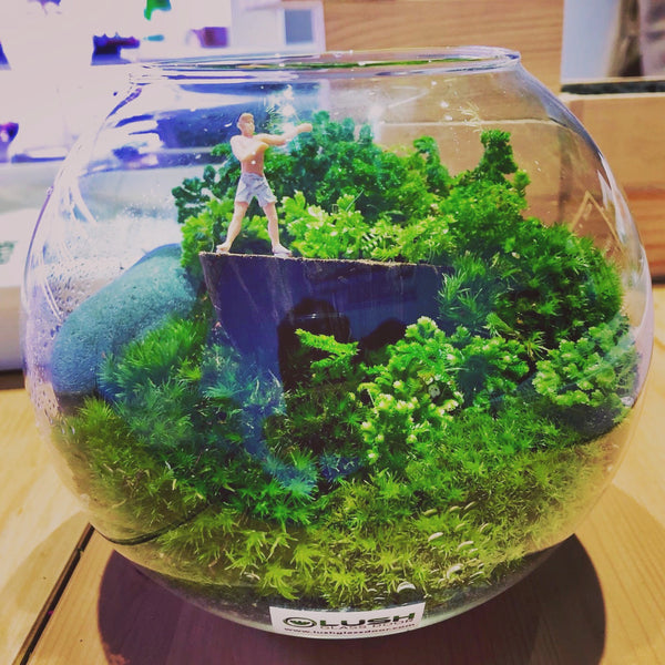 Customized Whitford Holland Moss Bowl Terrarium by Lush Glass Door Singapore