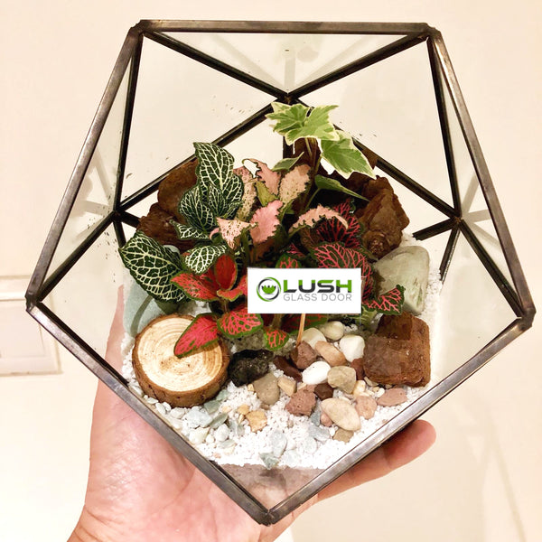 Customized Christa Tropical Fittonia & Ivy Square Geometric Terrarium by Lush Glass Door Singapore