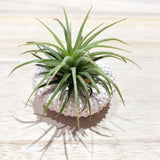 Classy Airplant with Urchin Shell by Lush Glass Door