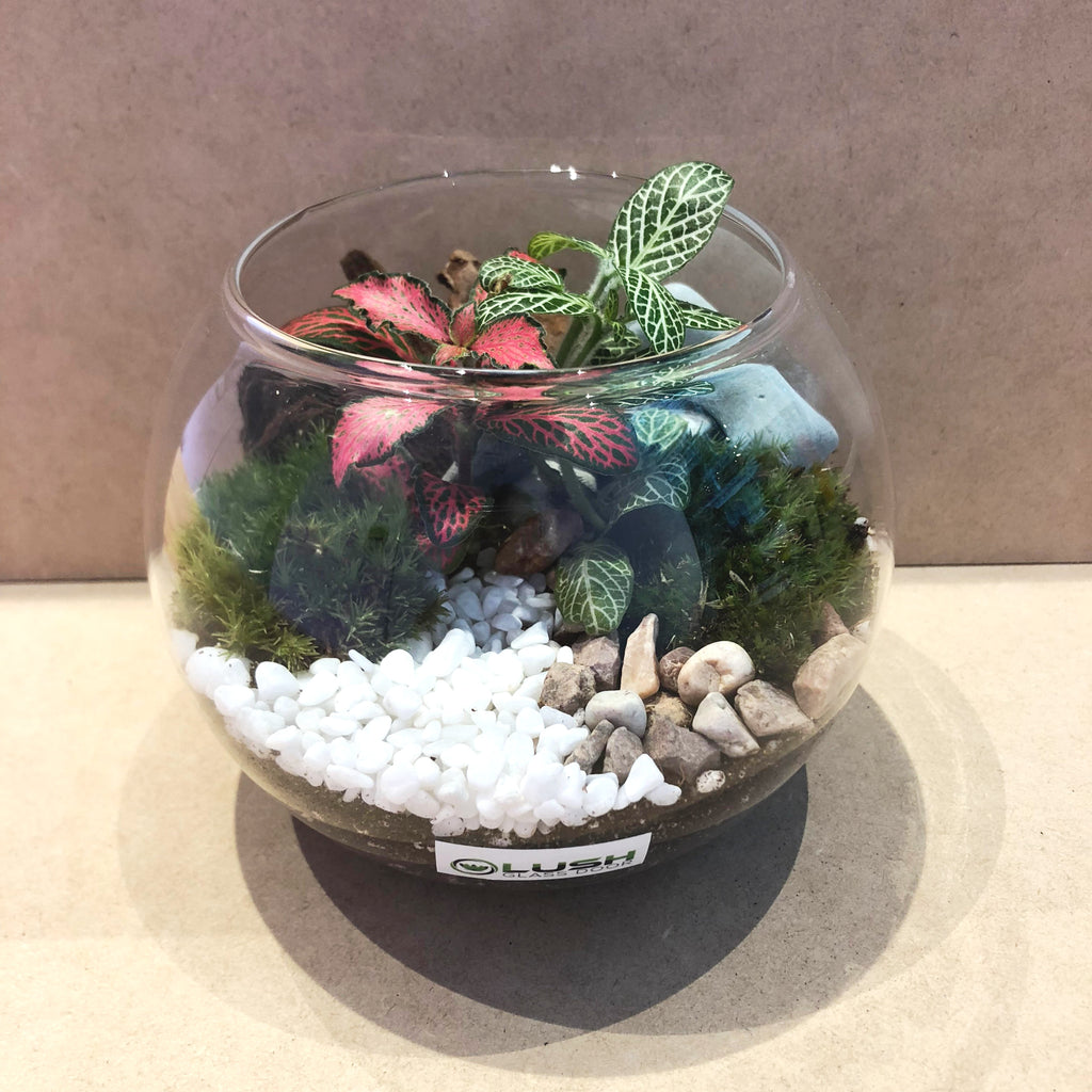 Broderick Rustic Bowl Terrarium Created by Lush Glass Door, Singapore's ...